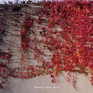 Cover for Tarentel · Paper White (CD) [EP edition] (2005)