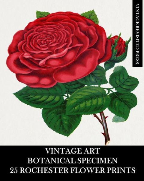 Cover for Vintage Revisited Press · Vintage Art: Botanical Specimen: 25 Rochester Flower Prints: Floriculture Ephemera for Framing, Decor and Reference (Pocketbok) (2024)