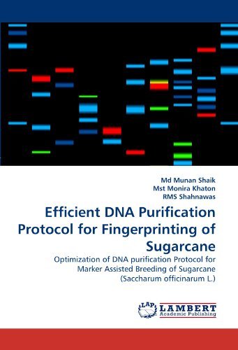 Cover for Rms Shahnawas · Efficient Dna Purification Protocol for Fingerprinting of Sugarcane: Optimization of Dna Purification Protocol for Marker Assisted Breeding of Sugarcane (Saccharum Officinarum L.) (Paperback Bog) (2011)