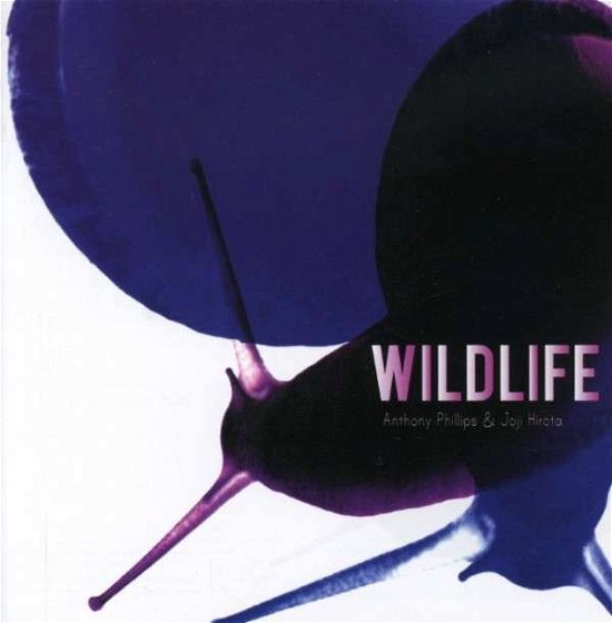 Wildlife - Anthony Phillips - Music - VOICEPRINT - 0604388328628 - April 29, 2008