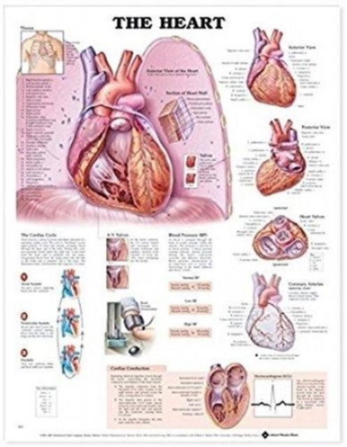 Cover for Anatomical Chart Com · The Heart Anatomical Chart (Kartor) (2017)