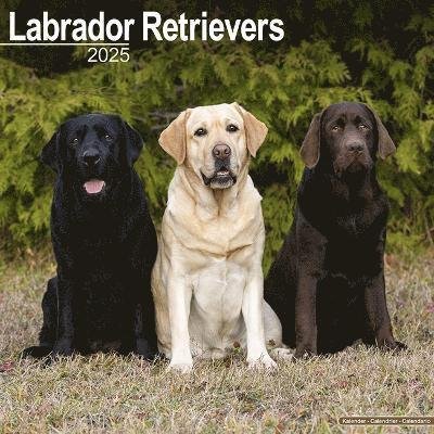 Cover for Labrador Retrievers (Mixed) Calendar 2025 Square Dog Breed Wall Calendar - 16 Month (Kalender) (2024)