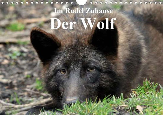 Cover for Klatt · Im Rudel Zuhause - Der Wolf (Wand (Book)