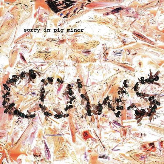 Cover for Cows · Sorry in Pig Minor (CD) (2019)