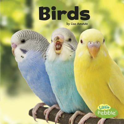 Birds - Lisa J. Amstutz - Książki - Capstone - 9781543501629 - 2018