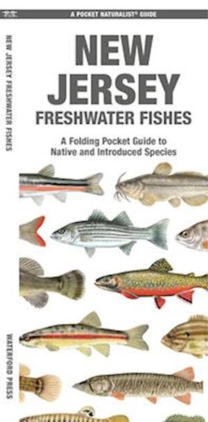 Cover for Matthew Morris · New Jersey Freshwater Fishes - Pocket Naturalist Guide (Paperback Book) (2025)