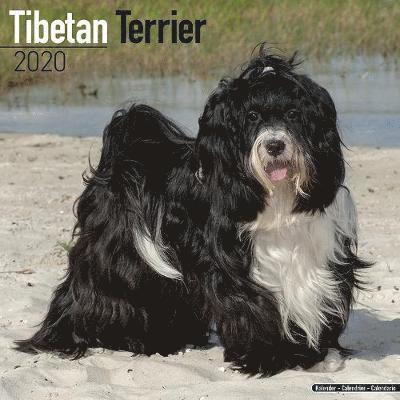 Cover for Avonside Publishing Ltd · Kal. Tibetan Terrier - Tibet Terrier 20 (Book) (2019)