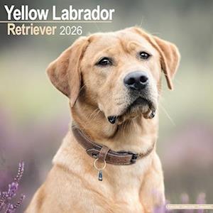 Cover for Labrador Retriever (Yellow) Calendar 2026  Square Dog Breed Wall Calendar - 16 Month (Calendar) (2025)