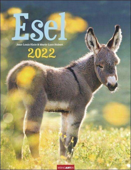 Cover for Klein · Esel Kalender 2022 (N/A)