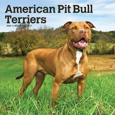 Cover for Browntrout · American Pit Bull Terriers 2024 Square (Calendar) (2023)