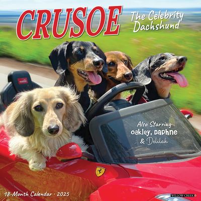 Cal 25 Crusoe the Celebrity Dachshund - Wall - Bücher - Willow Creek Press Calendars - 9781549242632 - 1. September 2024