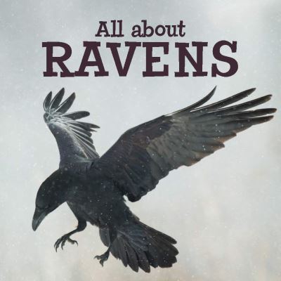 Cover for Arvaaq Press · All about Ravens: English Edition - Nunavummi Reading Series (Paperback Book) [English edition] (2019)