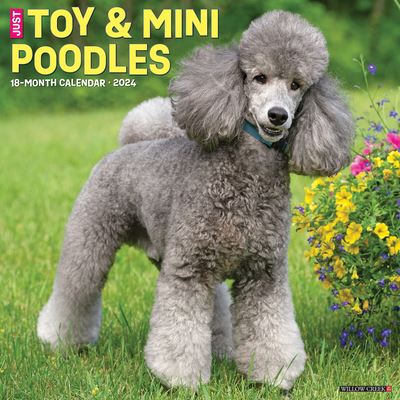 Willow Creek Press · Just Toy & Miniature Poodles 2024 12 X 12 Wall Calendar (Kalender) (2023)