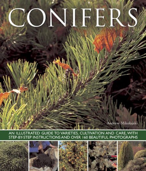 Conifers - Andrew Mikolajski - Books - Anness Publishing - 9781780192635 - June 24, 2013