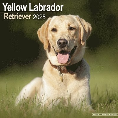 Cover for Labrador Retriever (Yellow) Calendar 2025 Square Dog Breed Wall Calendar - 16 Month (Kalender) (2024)