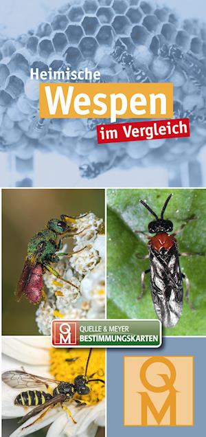 Cover for Quelle &amp; Meyer Verlag · Heimische Wespen (Bok) (2023)