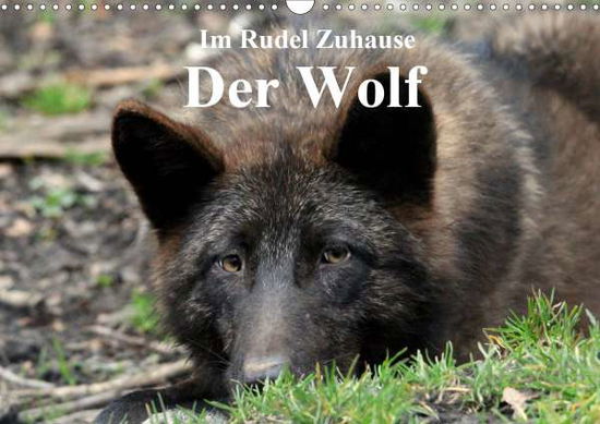 Cover for Klatt · Im Rudel Zuhause - Der Wolf (Wand (Book)