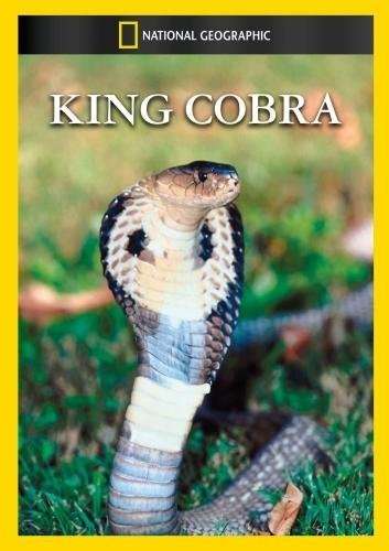 Cover for King Cobra (DVD) (2014)