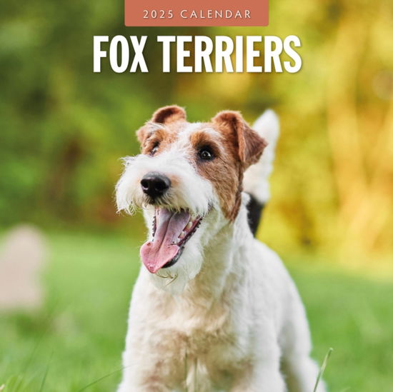 Cover for Red Robin · Fox Terriers 2025 Square Wall Calendar (Taschenbuch) (2024)