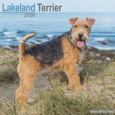 Cover for Lakeland Terrier Calendar 2026  Square Dog Breed Wall Calendar - 16 Month (Calendar) (2025)