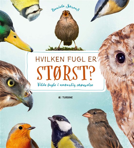 Cover for Daniella Strauss · Hvilken fugl er størst? (Hardcover Book) [1.º edición] (2017)