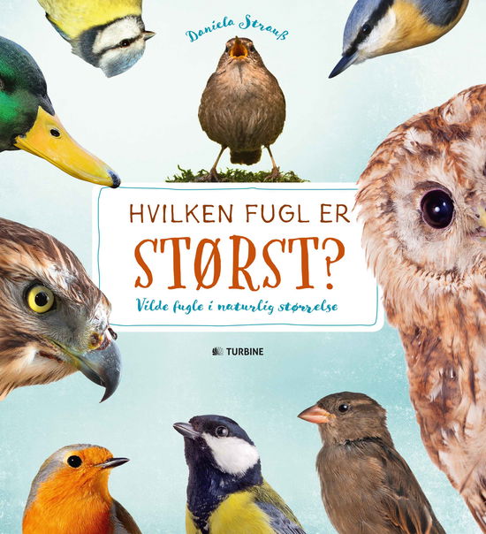 Cover for Daniella Strauss · Hvilken fugl er størst? (Hardcover Book) [1th edição] (2017)