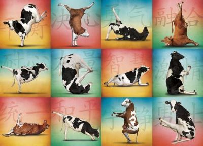 Cover for Willow Creek Press · Cow Yoga: 1000pc Jigsaw Puzzle (N/A) (2015)