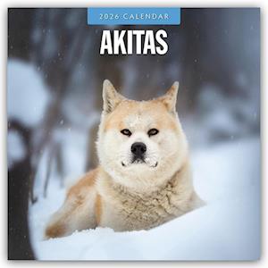 Cover for Red Robin · Akitas 2026 Square Wall Calendar (Paperback Book) (2025)