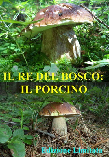 Cover for Documentario · Il Re Del Bosco: Il Porcino (DVD) (2018)