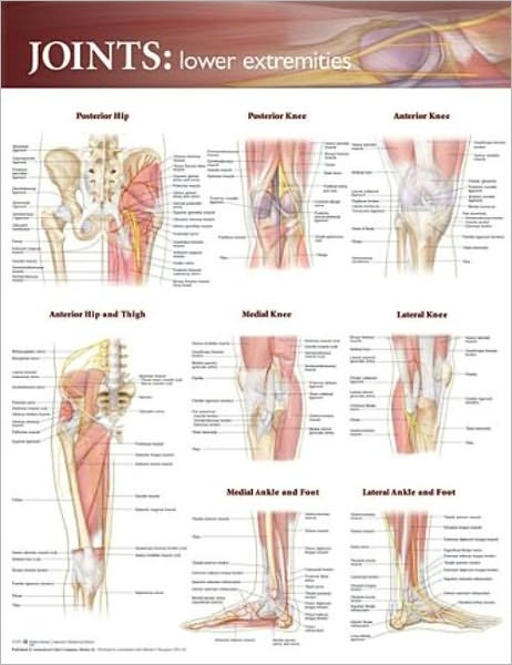 Cover for Acc · Joints of the Lower Extremities Anatomical Chart (Landkarten) (2009)