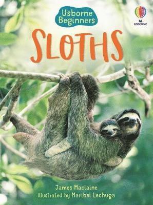 Sloths - Beginners - James Maclaine - Livros - Usborne Publishing Ltd - 9781474971638 - 12 de maio de 2022