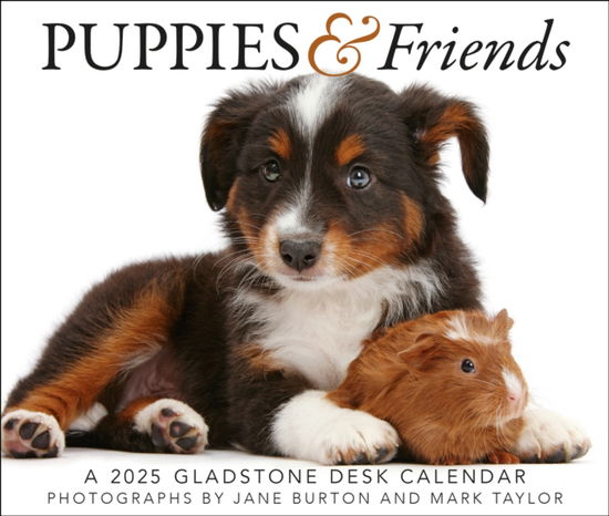 Cover for Gladstone Media · Puppies &amp; Friends Box Calendar 2025 (Paperback Book) (2024)