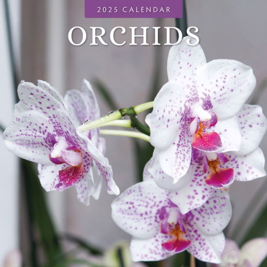 Cover for Red Robin · Orchids 2025 Square Wall Calendar (Paperback Book) (2024)