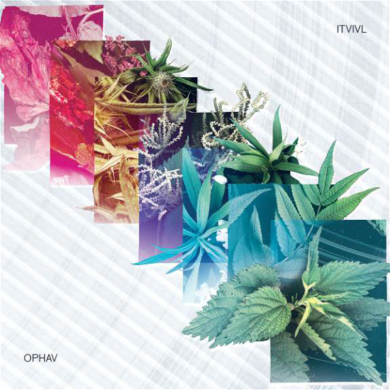 Cover for ITVIVL · Ophav (LP) (2015)