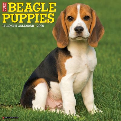 Just Beagle Puppies 2025 12 X 12 Wall Calendar - Willow Creek Press - Gadżety - Willow Creek Press Calendars - 9781549241642 - 10 września 2024