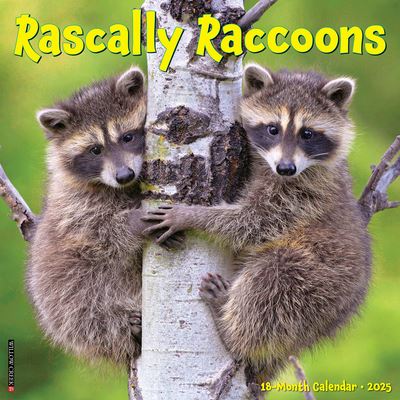 Willow Creek Press · Rascally Raccoons 2025 12 X 12 Wall Calendar (Calendar) (2024)