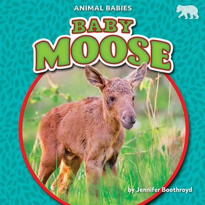 Cover for Jennifer Boothroyd · Baby Moose (Book) (2022)