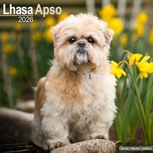Cover for Lhasa Apso Calendar 2026  Square Dog Breed Wall Calendar - 16 Month (Calendar) (2025)