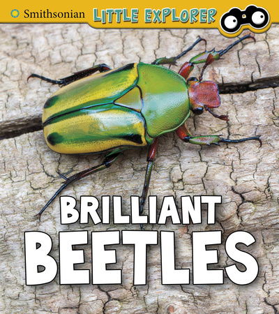 Cover for Melissa Higgins · Brilliant Beetles - Insect Explorer (Pocketbok) (2020)