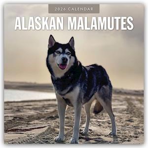 Cover for Red Robin · Alaskan Malamutes 2026 Square Wall Calendar (Paperback Book) (2025)