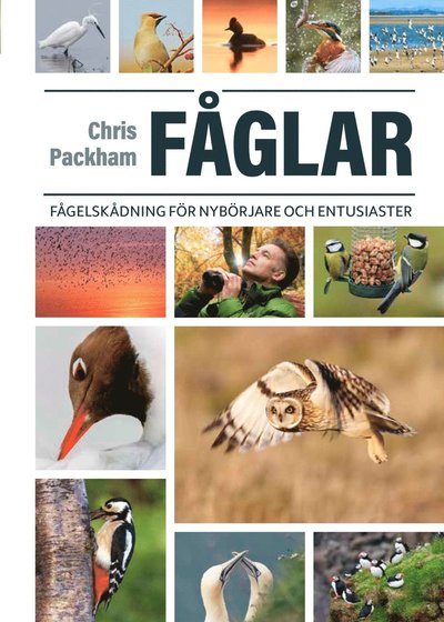 Cover for Chris Packham · Fåglar : fågelskådning för nybörjare och entusiaster (Hardcover Book) (2025)