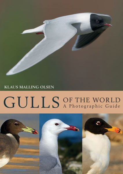 Cover for Klaus Malling Olsen · Gulls of the World: A Photographic Guide (Gebundenes Buch) (2018)