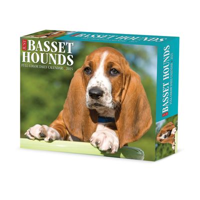 Basset Hounds 2025 6.2 X 5.4 Box Calendar - Willow Creek Press - Gadżety - Willow Creek Press Calendars - 9781549240645 - 10 września 2024