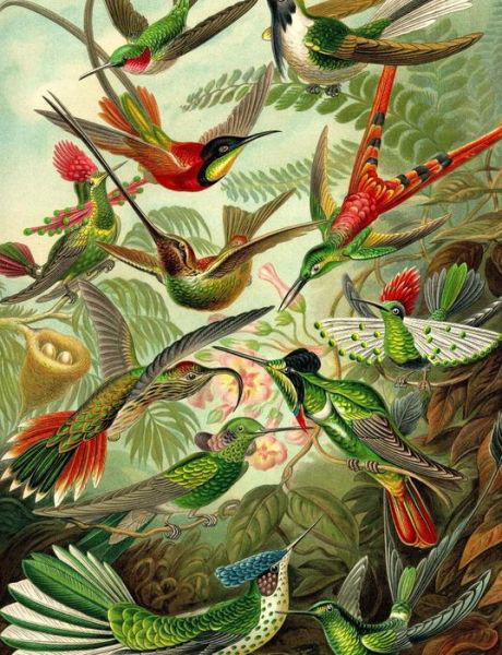 Haeckel's Hummingbirds Composition Notebook - Bliss - Bücher - Createspace Independent Publishing Platf - 9781718837645 - 6. Mai 2018