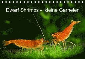 Cover for Pohlmann · Dwarf Shrimps - kleine Garnele (Book)