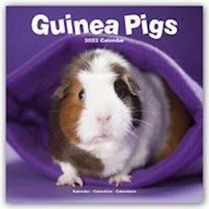 Cover for Kalender · Guinea Pigs 2022 Wall Calendar (Calendar) (2021)