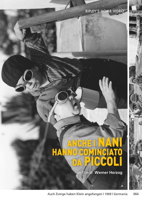 Cover for Gickel Doring · Anche I Nani Hanno Cominciato Da Piccoli (DVD) (2021)