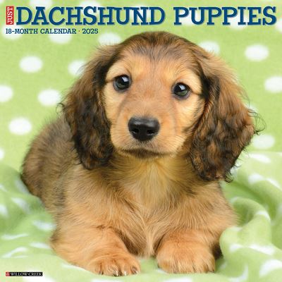 Just Dachshund Puppies 2025 12 X 12 Wall Calendar - Willow Creek Press - Merchandise - Willow Creek Press Calendars - 9781549242649 - September 10, 2024