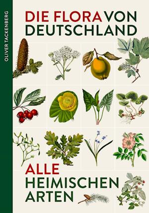 Cover for Dr. Oliver Tackenberg · Die Flora von Deutschland. Alle heimischen Arten: Über 2.500 Pflanzen. Mit Bestimmungsschlüssel. (Book) (2022)