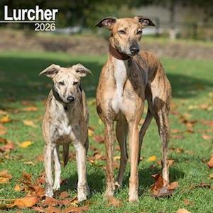 Cover for Lurcher Calendar 2026  Square Dog Breed Wall Calendar - 16 Month (Calendar) (2025)